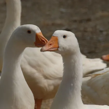 Farmház La Foce Del Prato *