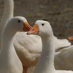 农家乐 La Foce Del Prato *