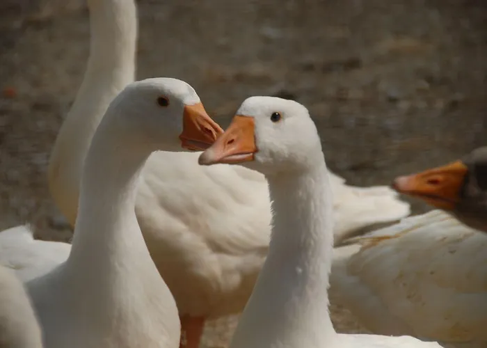 مزرعة للإقامة La Foce Del Prato *